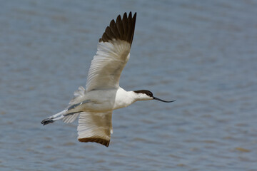 Pied Avocet (Recurvirostra avosetta) - Spain, Europe