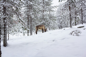 The deer in the snow of winter forest.