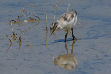 Juvenile Pied Avocet (Recurvirostra avosetta) - Spain, Europe