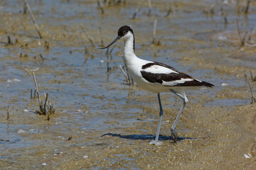 Pied Avocet (Recurvirostra avosetta) - Spain, Europe