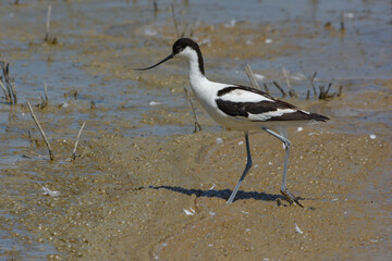 Pied Avocet (Recurvirostra avosetta) - Spain, Europe