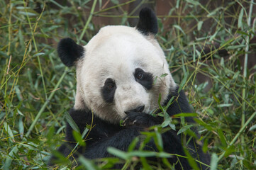 Naklejka premium Panda from the Chengdu research base of giant panda breeding
