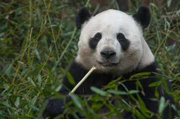 Obraz na płótnie Canvas Panda from the Chengdu research base of giant panda breeding