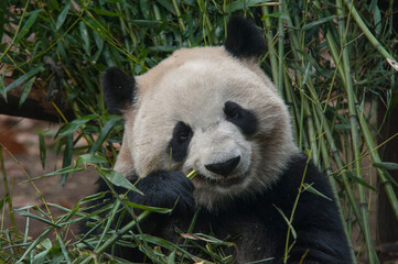 Obraz na płótnie Canvas Panda from the Chengdu research base of giant panda breeding