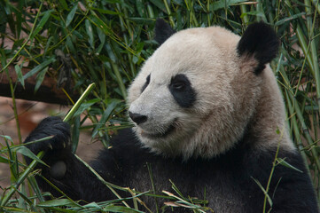 Panda from the Chengdu research base of giant panda breeding © Nicola