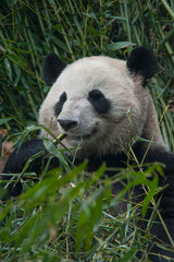 Obraz premium Panda from the Chengdu research base of giant panda breeding