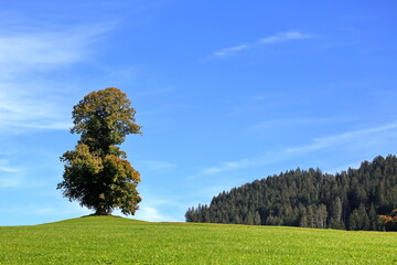 Freistehender Baum