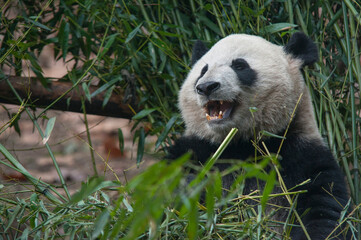 Panda from the Chengdu research base of giant panda breeding