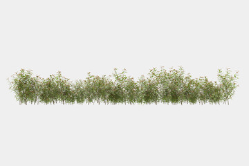 Decorative park and garden plants isolated on grey background. 3d rendering - illustration
