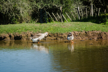 ducks on the lake