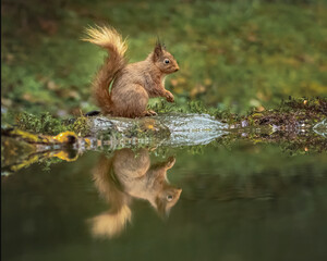 Red Squirrel sheltering under his own tail as the rain falls