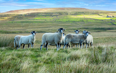 Naklejka na ściany i meble A flock of Swaledale ewes on rough moorland pasture in Autumn. Facing forward with high fells in the background. Swaledale sheep are native to this area of North Yorkshire. Space for copy. 