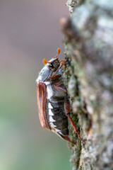 Melolontha melolontha Hanneton commun femelle