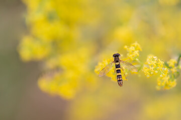 Sphaerophoria scripta Syrphe porte-plume