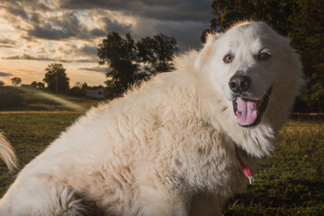 portrait of a white dog