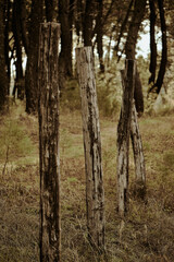 Trees in a forest in autumn