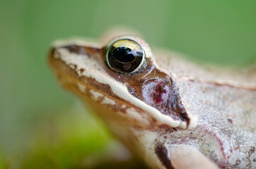 Grenouille agile Rana dalmatina