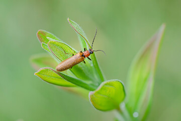 Denticollis linearis