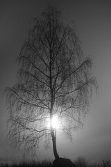 Back lit bare birch tree in fog