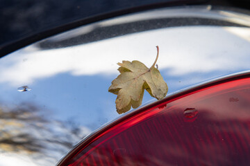 Auto dreams of Nature