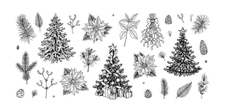 Set of Christmas design elements: decorated fir tree, spruce branches, cones, poinsettia, mistletoe.  Design elements for Christmas cards, invitations, decorations. Vector illustration in sketch style