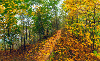 A path strewn with yellow maple leaves . Autumn landscape.
