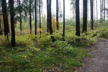 autumn landscape in the forest or park