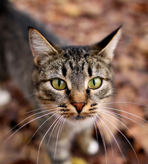 Photo of a cute hungry kitten in the autumn