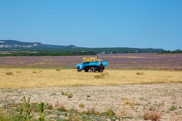 Obraz premium workers load stacks of hay into a truck in the fields of Crimea