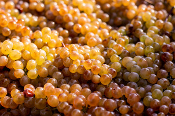 Grapes background. Golden ripe grape bunches background. Rkatsiteli grape harvest in sunlight. A lot of ripe grapes. Kakheti, Georgia.