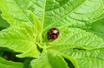 Tropical ladybug on green leaves in Florida nature, closeup