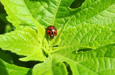 Tropical ladybug on green leaves background in Florida nature, closeup