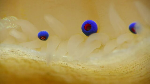 Small blue eyes and tentacles on the mantle of a bivalve mollusk Smooth Scallop (Flexopecten glaber ponticus), Black Sea