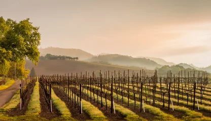 Foto op Canvas A vineyard in spring with low clouds in the mountains at sunset. © Timothy