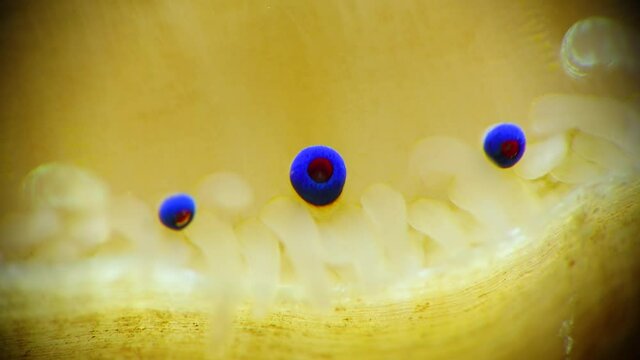 Small blue eyes and tentacles on the mantle of a bivalve mollusk Smooth Scallop (Flexopecten glaber ponticus), Black Sea