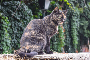 Obraz premium Alley cat sitting on a wall