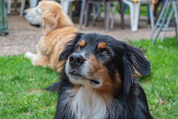 Attentive dog looking to the left