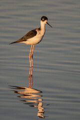Black-Necked Stilt With Reflection Standing in the Pond