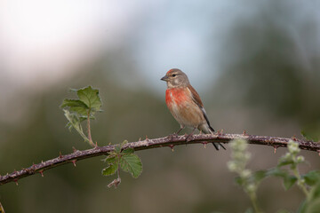 Linotte mélodieuse Linaria cannabina