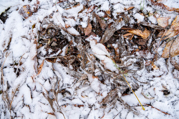 autumn colourful leaves and green grass under the snow 