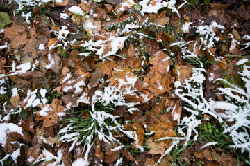 autumn colourful leaves and green grass under the snow 