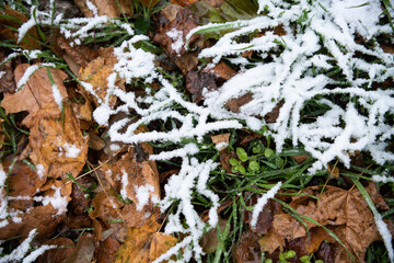 autumn colourful leaves and green grass under the snow 
