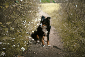 Fototapeta premium Dog 