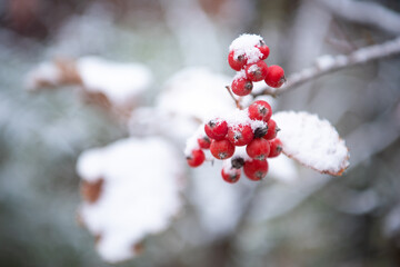 red berries on a snow close up, defocus 