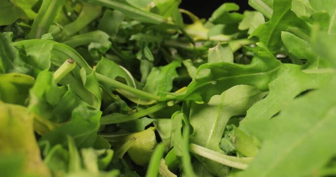 Fresh green aragula salad macro closeup camera movement with wide angle probe lens