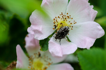 Oxythyrea funesta drap mortuaire