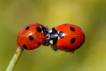 Close-up of a ladybird eating an aphid
