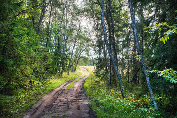Obraz premium The road through the northern forest on Anzer Island (Solovetsky Islands)