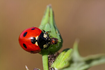 Close-up of a ladybird eating an aphid
