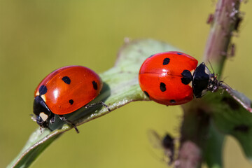 Close-up of a ladybird eating an aphid